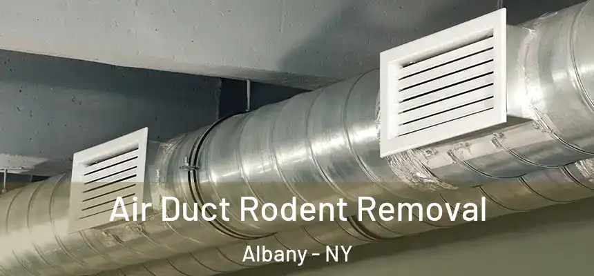Air Duct Rodent Removal Albany - NY